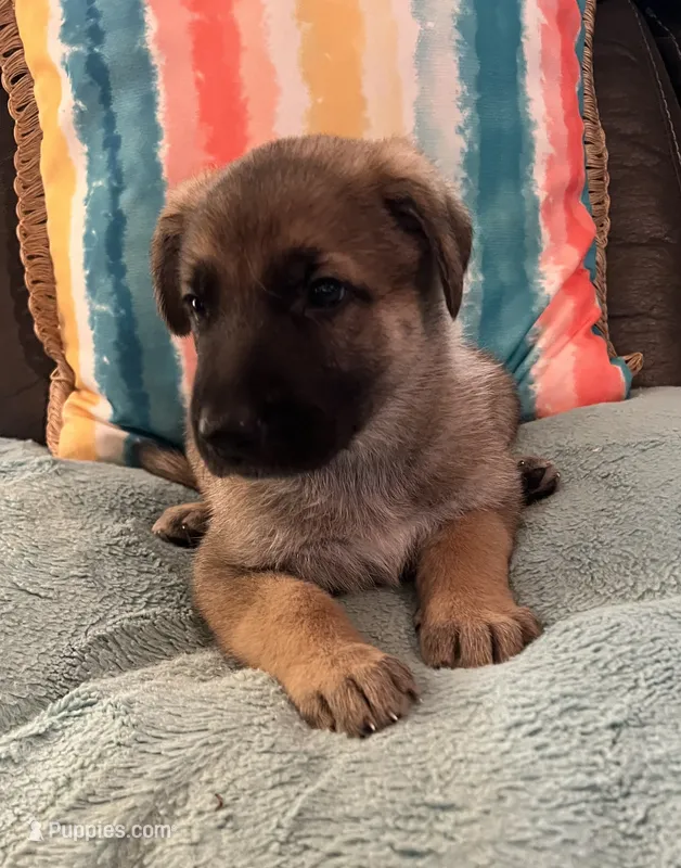 AKC Boy #1 – German Shepherd Dog puppy for sale in Rocky Mount, VA