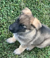 AKC Girl #3, a female German Shepherd Dog for sale in Rocky Mount, VA – 5 of 8