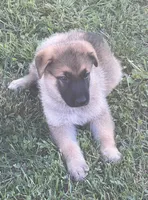 AKC Boy #1, a male German Shepherd Dog for sale in Rocky Mount, VA – 5 of 7