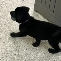 AKC Purple Girl, a female German Shepherd Dog for sale in Rocky Mount, VA – 8 of 10