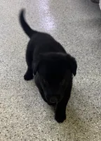 AKC Pink Girl, a female German Shepherd Dog for sale in Rocky Mount, VA – 2 of 5