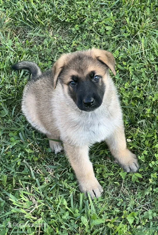 AKC Boy #1 – German Shepherd Dog puppy for sale in Rocky Mount, VA