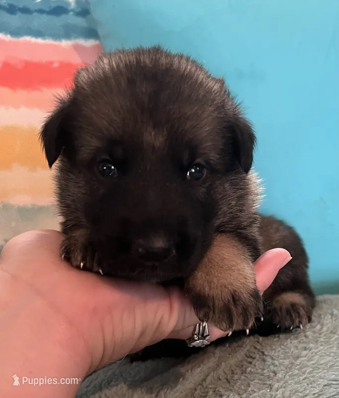 AKC Girl #3 – German Shepherd Dog puppy for sale in Rocky Mount, VA