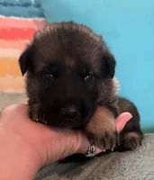 AKC Girl #3, a female German Shepherd Dog for sale in Rocky Mount, VA – 1 of 7