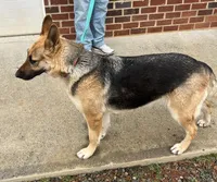 AKC Purple Girl , a female German Shepherd Dog for sale in Rocky Mount, VA – 6 of 6