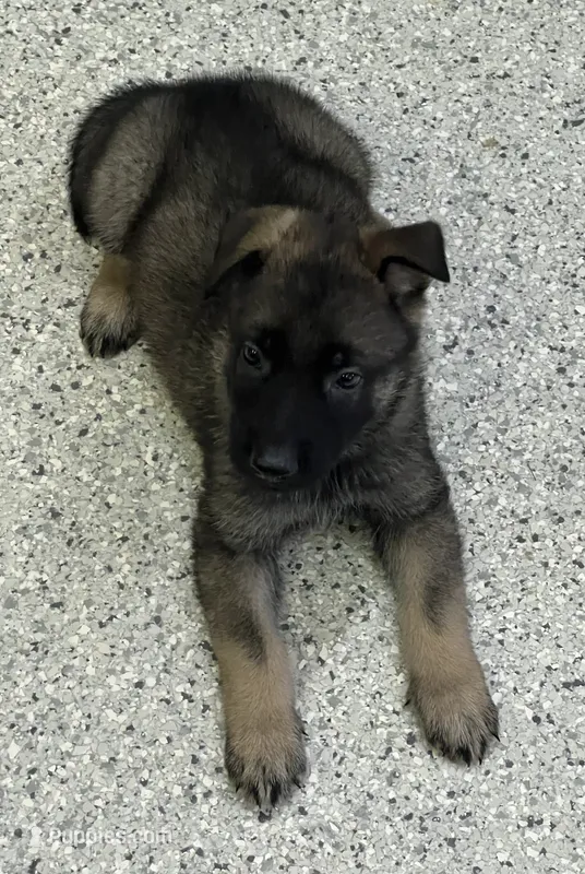 AKC Boy #2 – German Shepherd Dog puppy for sale in Rocky Mount, VA