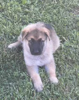 AKC Boy #1, a male German Shepherd Dog for sale in Rocky Mount, VA – 4 of 7