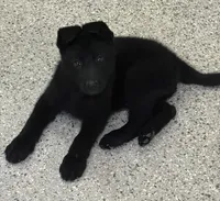 AKC Pink Girl , a female German Shepherd Dog for sale in Rocky Mount, VA – 4 of 10