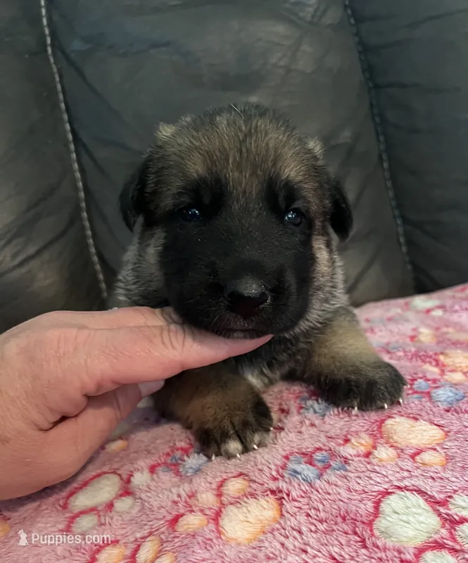 AKC Girl #3 – German Shepherd Dog puppy for sale in Rocky Mount, VA
