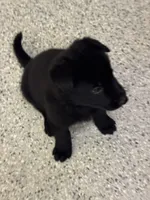 AKC Purple Girl , a female German Shepherd Dog for sale in Rocky Mount, VA – 4 of 6