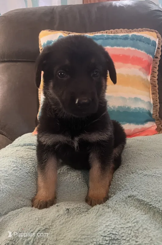 AKC Girl #1 – German Shepherd Dog puppy for sale in Rocky Mount, VA