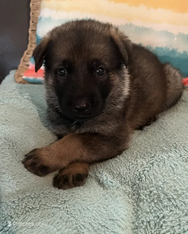 AKC Girl #2 – German Shepherd Dog puppy for sale in Rocky Mount, VA