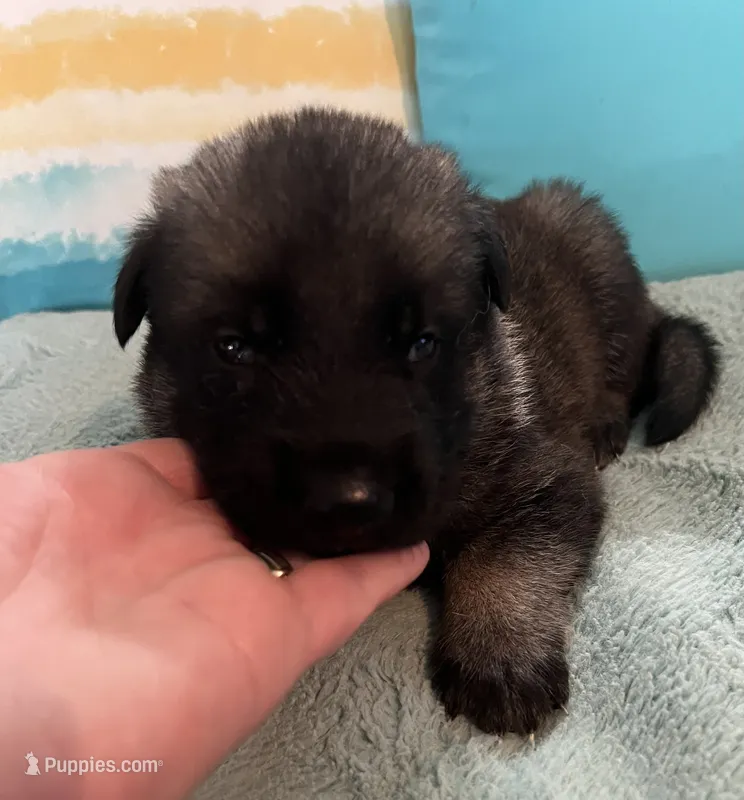 AKC Boy #2 – German Shepherd Dog puppy for sale in Rocky Mount, VA