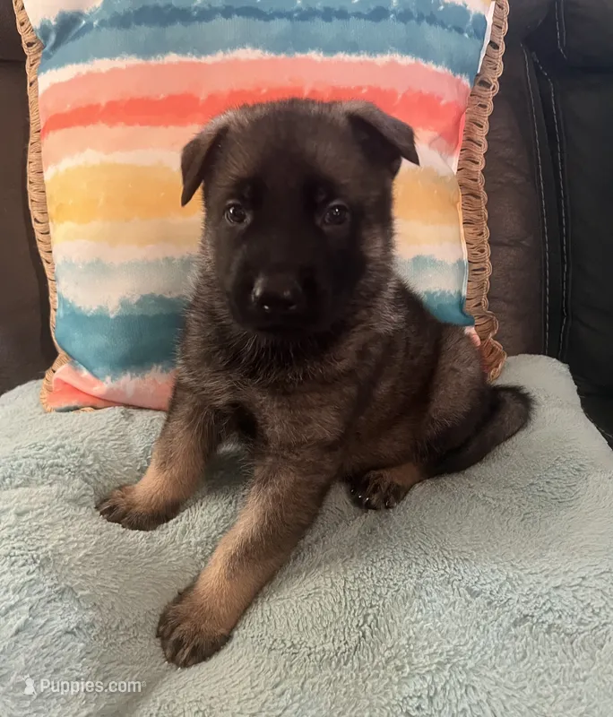 AKC Boy #2 – German Shepherd Dog puppy for sale in Rocky Mount, VA