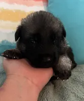 AKC Boy #2, a male German Shepherd Dog for sale in Rocky Mount, VA – 2 of 8