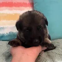 AKC Girl #2, a female German Shepherd Dog for sale in Rocky Mount, VA – 3 of 7