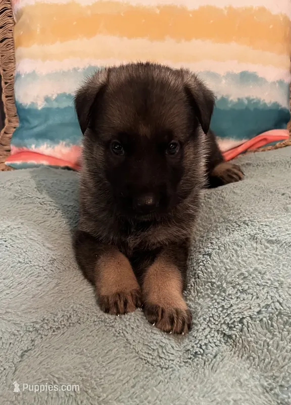 AKC Girl #3 – German Shepherd Dog puppy for sale in Rocky Mount, VA