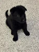 AKC Purple Girl , a female German Shepherd Dog for sale in Rocky Mount, VA – 2 of 6