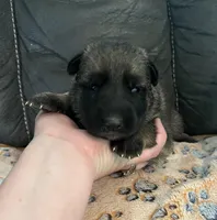 AKC Girl #2, a female German Shepherd Dog for sale in Rocky Mount, VA – Photo 4 of 7