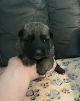 AKC Girl #2, a female German Shepherd Dog for sale in Rocky Mount, VA – Photo 2 of 7