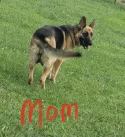 AKC Girl #2, a female German Shepherd Dog for sale in Rocky Mount, VA – Photo 6 of 7