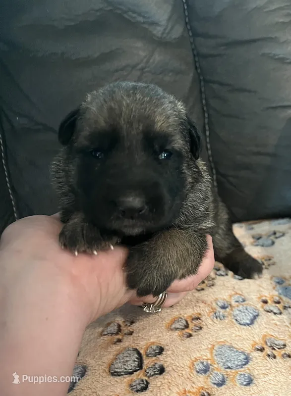 AKC Girl #2, a female German Shepherd Dog for sale in Rocky Mount, VA – Photo 1 of 7