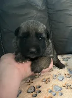 AKC Girl #2, a female German Shepherd Dog for sale in Rocky Mount, VA – Photo 1 of 7