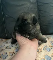 AKC Girl #2, a female German Shepherd Dog for sale in Rocky Mount, VA – Photo 3 of 7