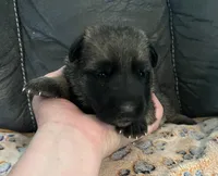 AKC Girl #2, a female German Shepherd Dog for sale in Rocky Mount, VA – Photo 5 of 7