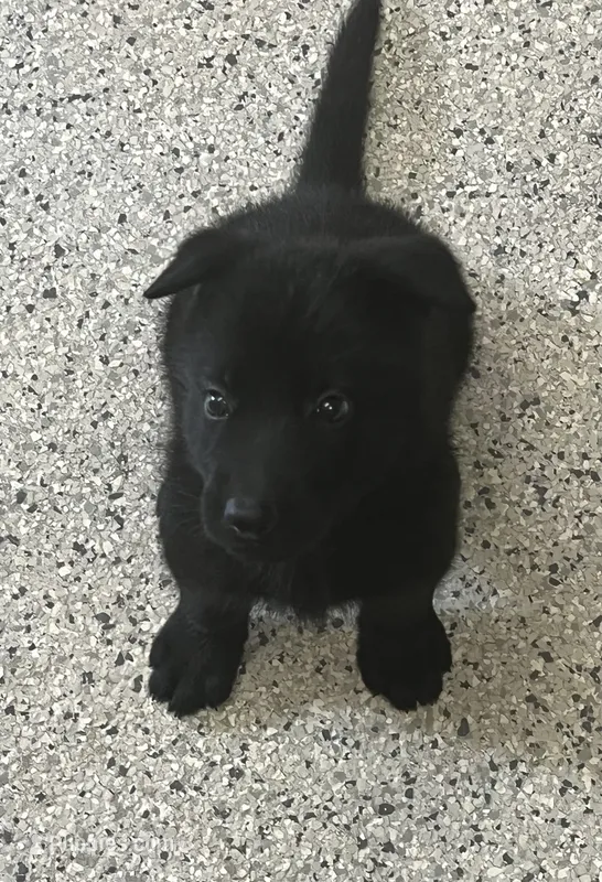 AKC Purple Girl  – German Shepherd Dog puppy for sale in Rocky Mount, VA