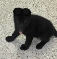 AKC Pink Girl , a female German Shepherd Dog for sale in Rocky Mount, VA – 3 of 10