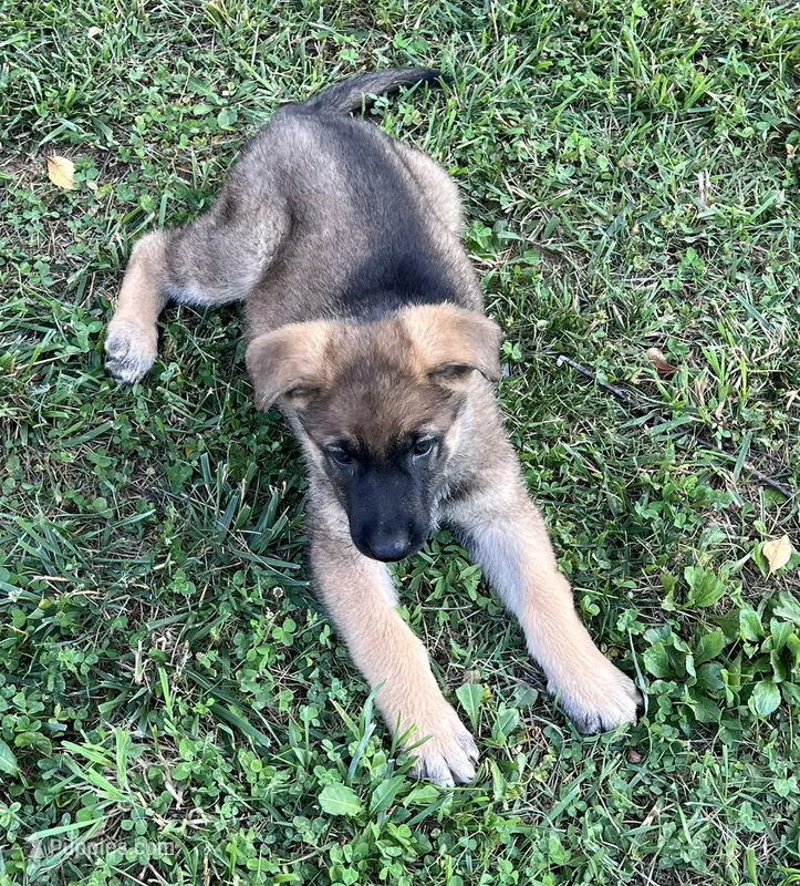 AKC Girl #3 – German Shepherd Dog puppy for sale in Rocky Mount, VA