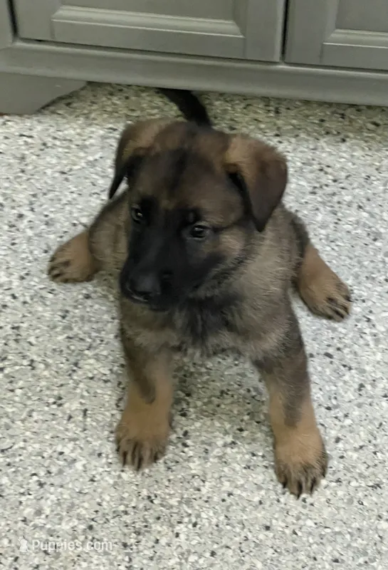 AKC Girl #2 – German Shepherd Dog puppy for sale in Rocky Mount, VA
