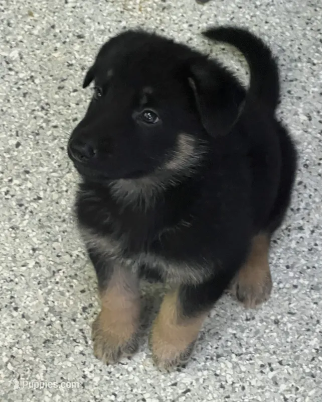 AKC Blue Boy – German Shepherd Dog puppy for sale in Rocky Mount, VA