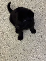 AKC Purple Girl , a female German Shepherd Dog for sale in Rocky Mount, VA – 3 of 6
