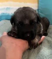AKC Boy #1, a male German Shepherd Dog for sale in Rocky Mount, VA – 3 of 7