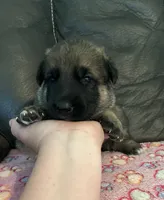 AKC Girl #3, a female German Shepherd Dog for sale in Rocky Mount, VA – 5 of 8