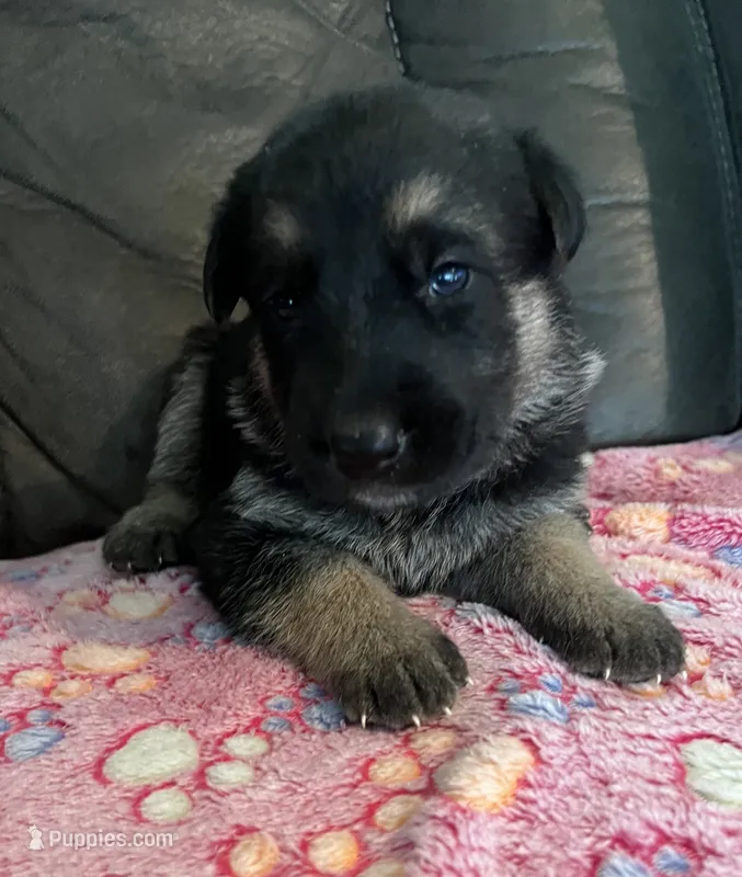 AKC Girl #1 – German Shepherd Dog puppy for sale in Rocky Mount, VA