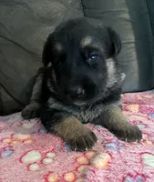 AKC Girl #1, a female German Shepherd Dog for sale in Rocky Mount, VA – 1 of 8