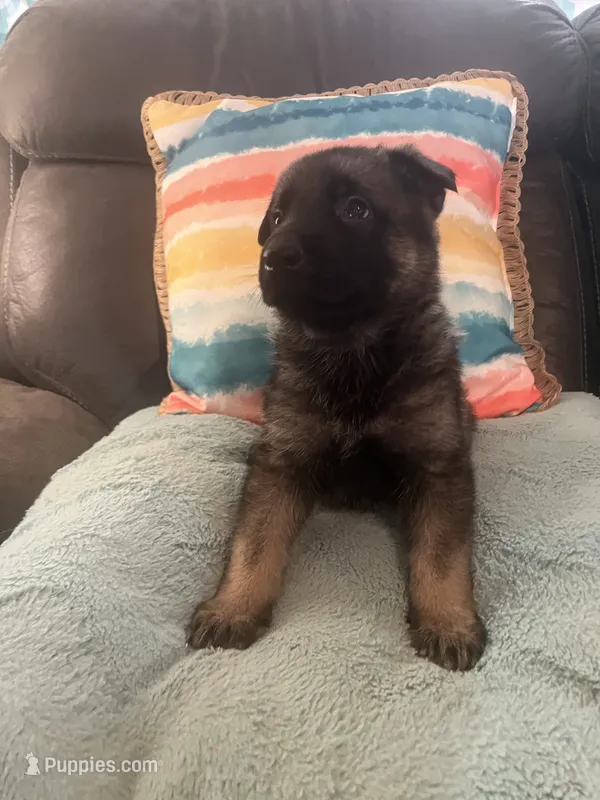 AKC Boy #2 – German Shepherd Dog puppy for sale in Rocky Mount, VA