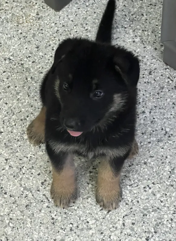 AKC Blue Boy – German Shepherd Dog puppy for sale in Rocky Mount, VA