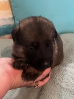 AKC Girl #3, a female German Shepherd Dog for sale in Rocky Mount, VA – 4 of 7