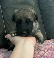 AKC Girl #3, a female German Shepherd Dog for sale in Rocky Mount, VA – 6 of 8
