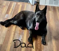 AKC Pink Girl , a female German Shepherd Dog for sale in Rocky Mount, VA – 9 of 10