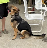 Dandee, a female German Shepherd Dog for sale in Rocky Mount, VA – 3 of 3