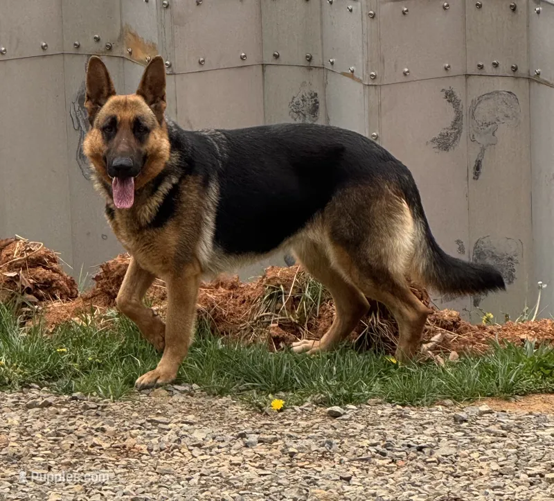 Dandee – German Shepherd Dog puppy for sale in Rocky Mount, VA