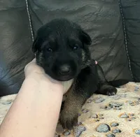 AKC Girl #3, a female German Shepherd Dog for sale in Rocky Mount, VA – Photo 2 of 5