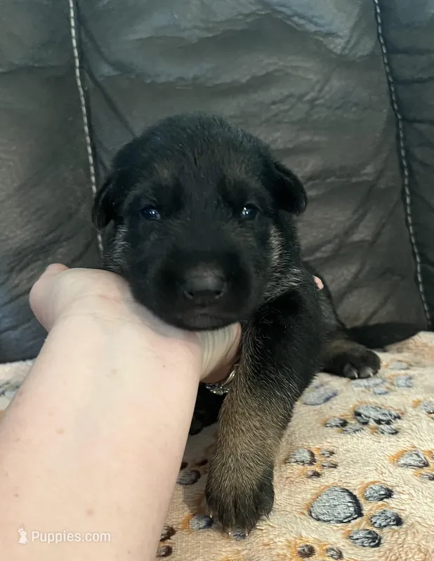 AKC Girl #3, a female German Shepherd Dog for sale in Rocky Mount, VA – Photo 1 of 5