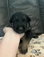 AKC Girl #3, a female German Shepherd Dog for sale in Rocky Mount, VA – Photo 1 of 5