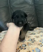 AKC Girl #3, a female German Shepherd Dog for sale in Rocky Mount, VA – Photo 3 of 5